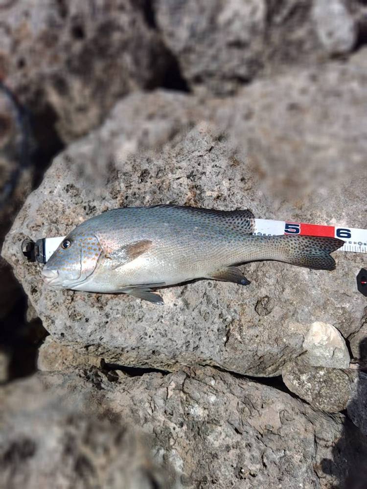釣り部で釣れた魚。メジャーの横に置かれている